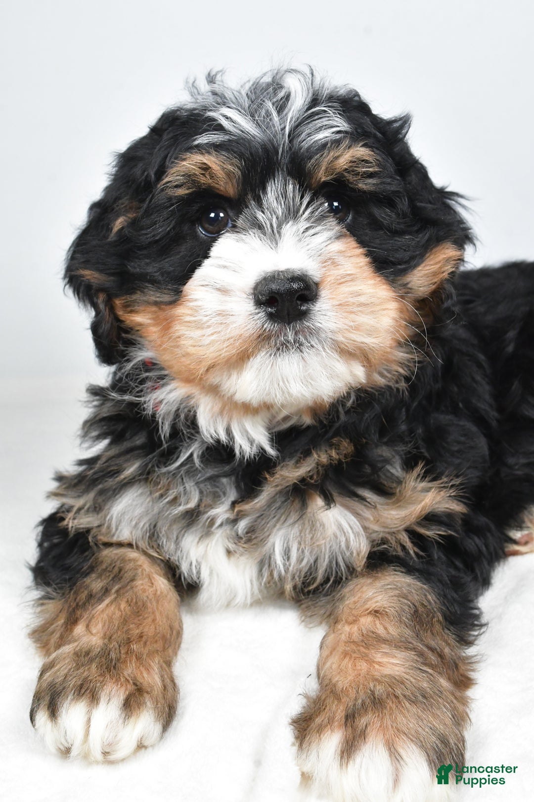 Mini Bernedoodle dogs for sale: Abigail - Ad 4