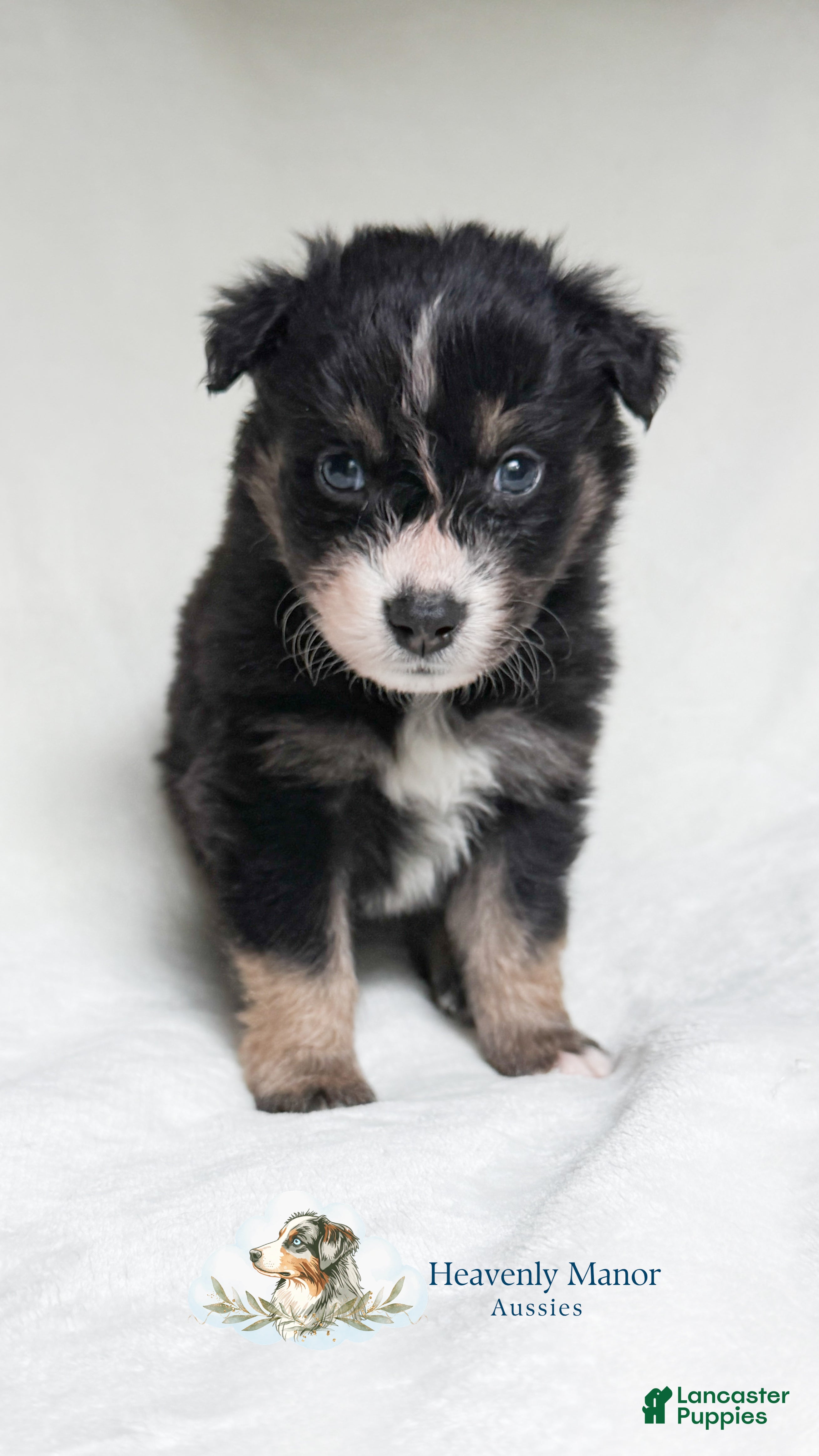 Ranger (Australian Shepherd, Male) in Vine Grove, KY