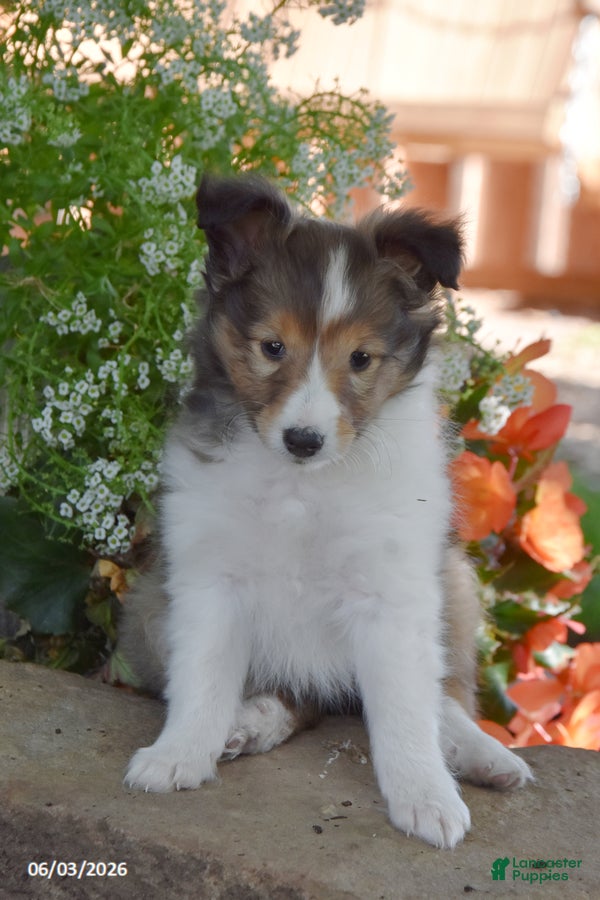 Shetland Sheepdog dogs Lollipop - Ad 1