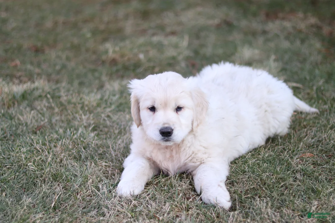 Golden Retriever dogs for sale: Rose - Ad 2