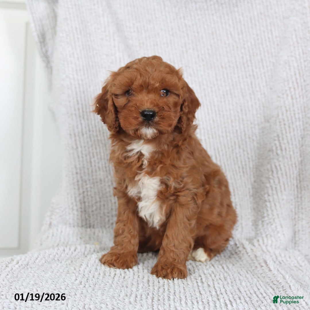 Cavapoo dogs for sale: Oscar - Ad 1