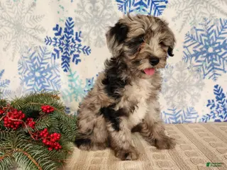 Mini Bernedoodle dogs Blitz - Ad 32