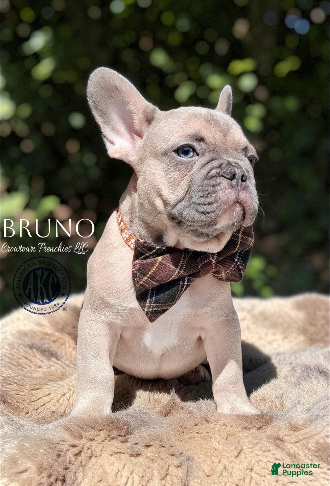 French Bulldog dogs BRUNO - Ad 1
