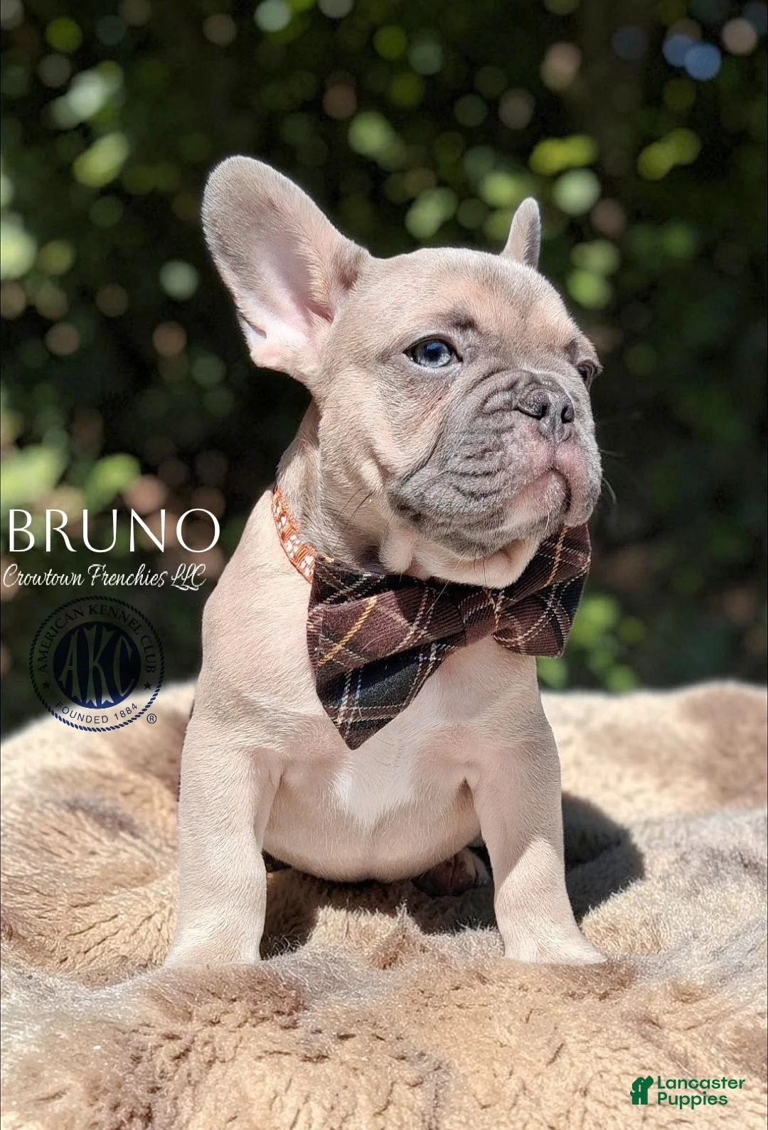 French Bulldog dogs for sale: BRUNO - Ad 1