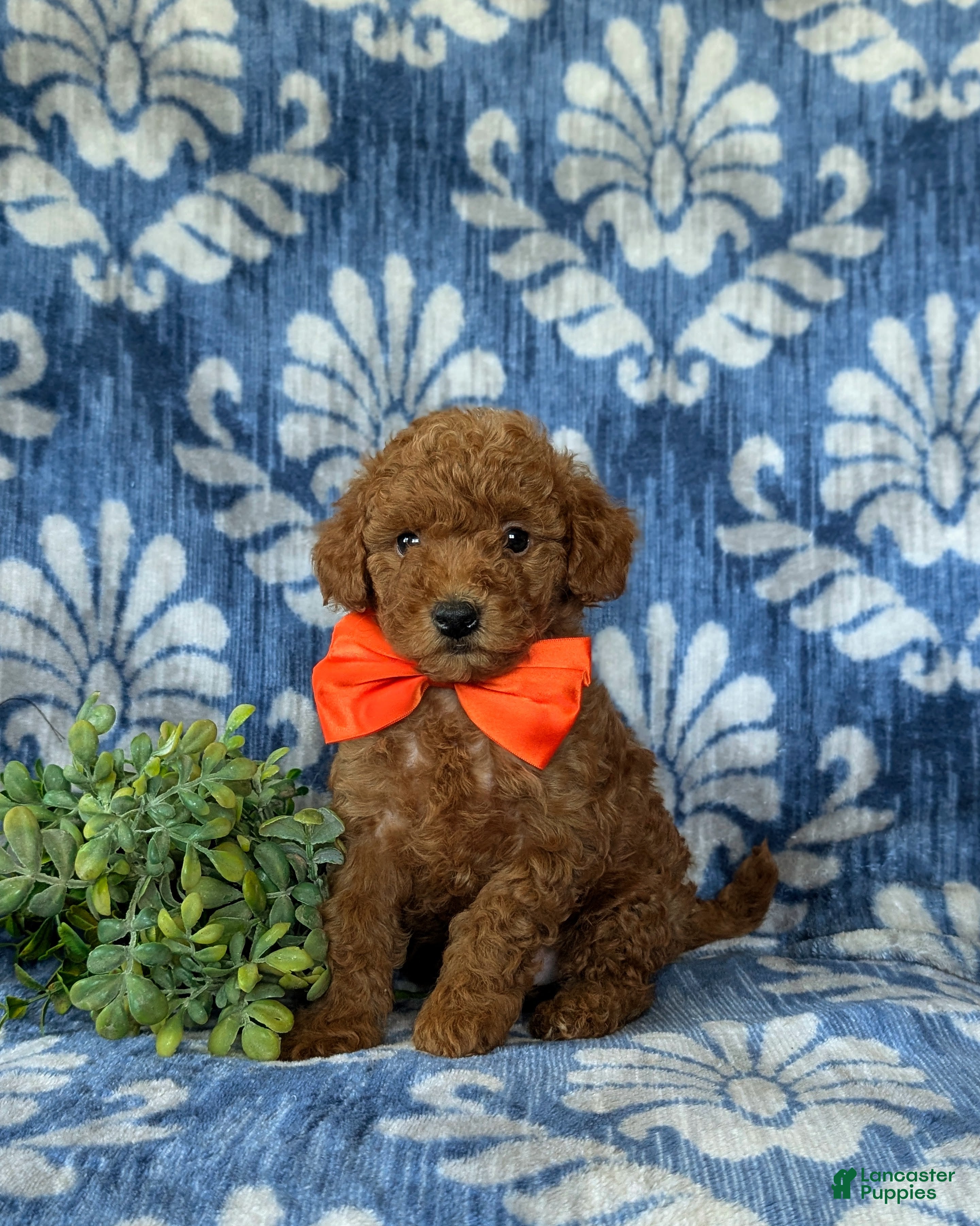 Mini Goldendoodle dogs Russell 10 lbs full grown - Ad 1
