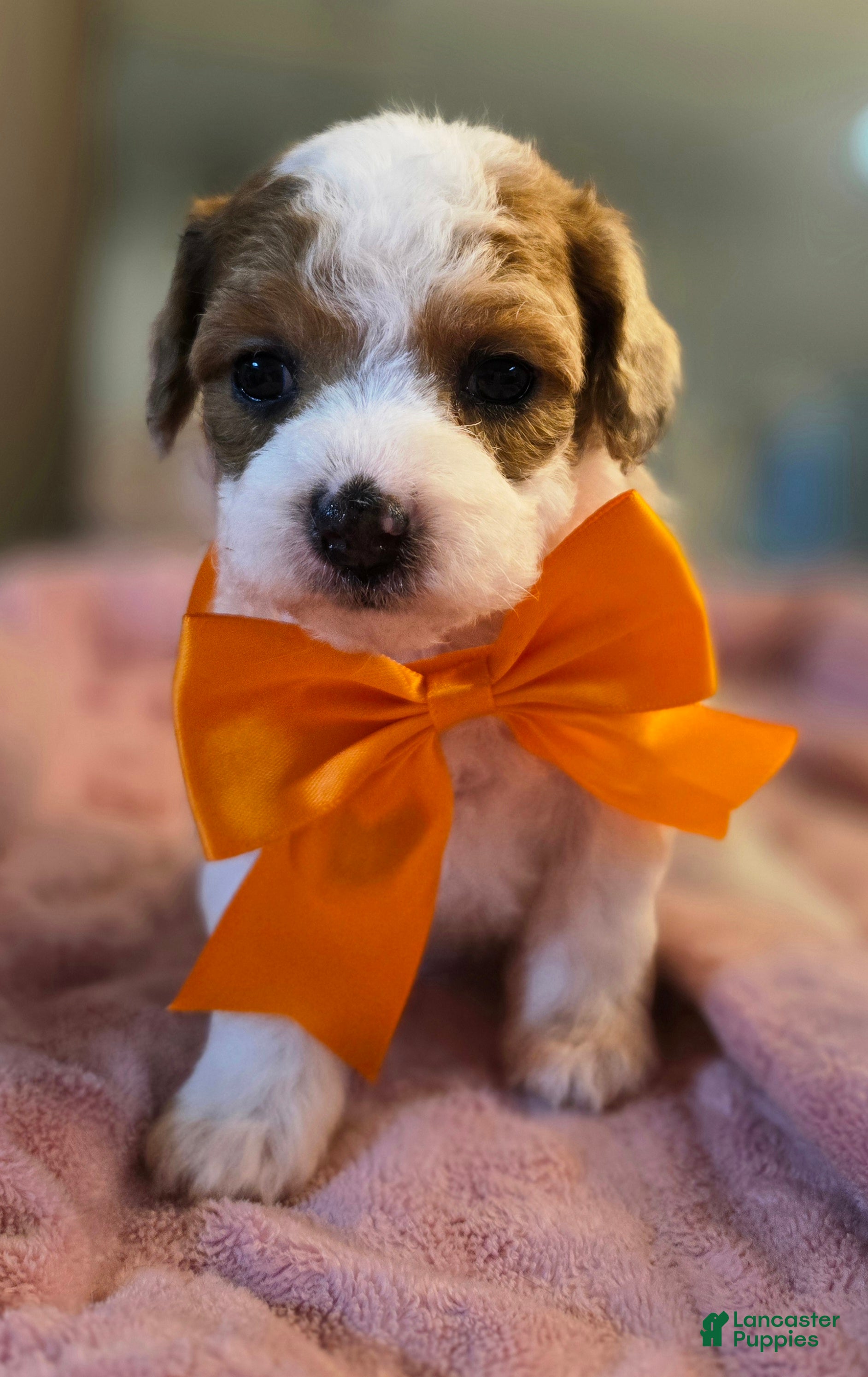 Miniature Poodle dogs Dasher - Ad 2