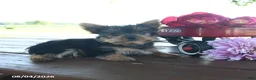 Yorkshire Terrier dogs for sale: Tanjo - Ad 10