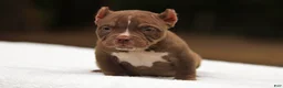 American Bully dogs for sale: Chocolate Female - Ad 7