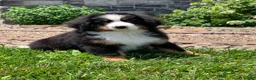 Bernese Mountain Dog dogs for sale: Teddy - Ad 6