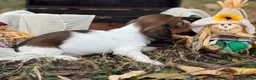 Miniature Dachshund dogs for sale: Red Piebald SILKY - Ad 4