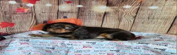 Cavalier King Charles Spaniel dogs for sale: AKC Duke - Ad 4