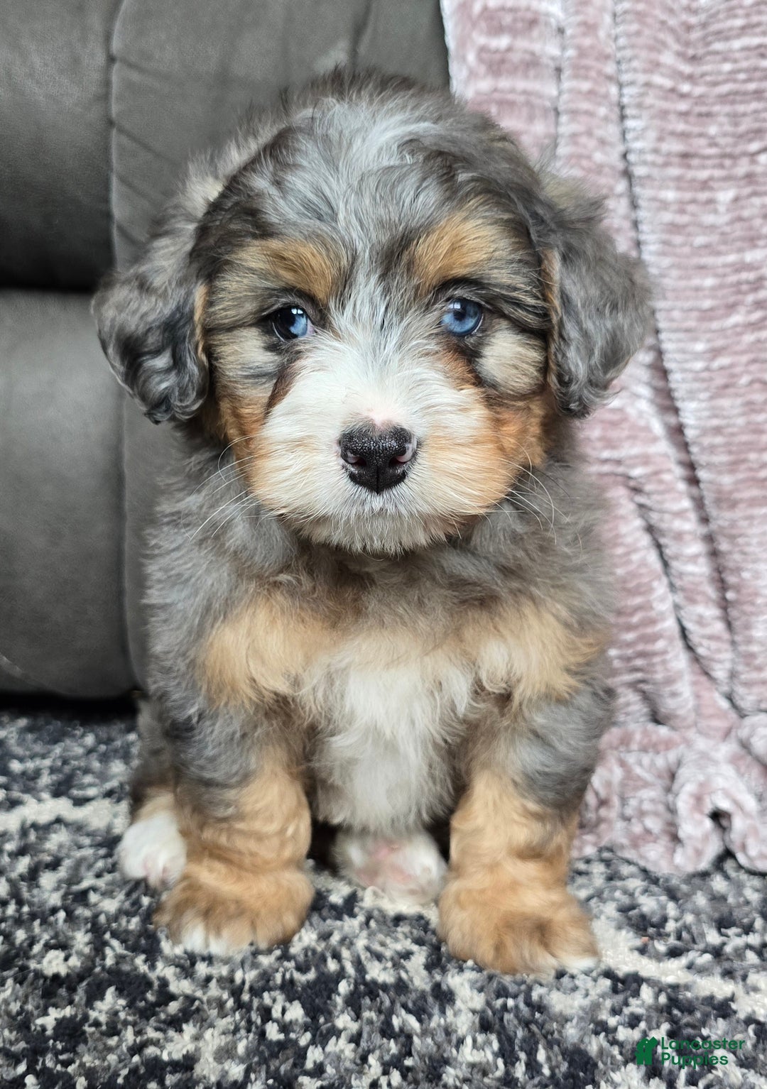Mini Bernedoodle dogs for sale: Mini Watts - Ad 32