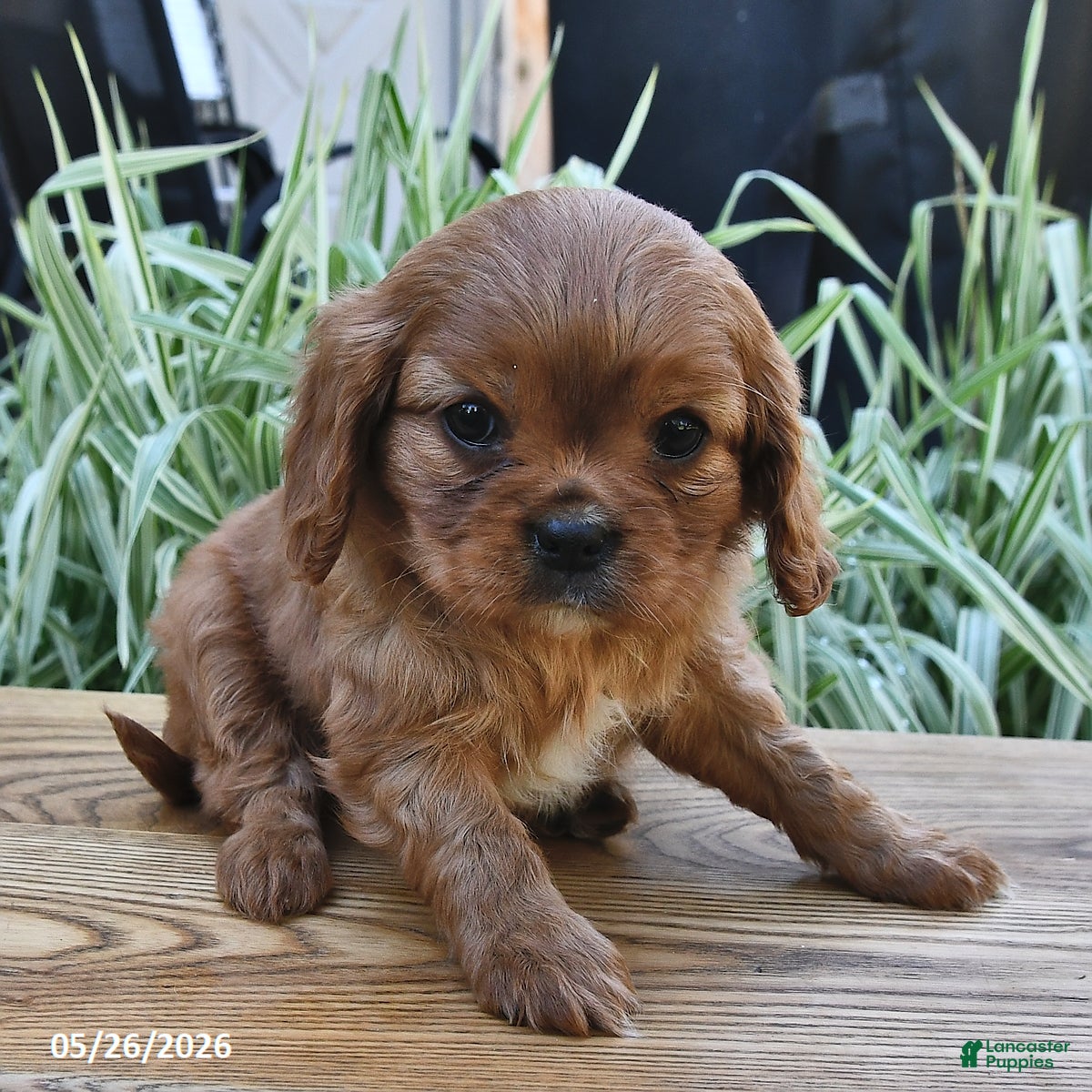Cavalier King Charles Spaniel dogs Twila - Ad 1