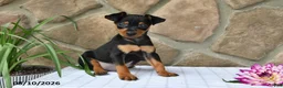 Miniature Pinscher dogs for sale: Brady - Ad 4
