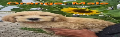 Goldendoodle Orange