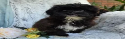 Shihpoo dogs for sale: Lenny - Ad 8
