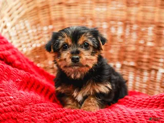 Yorkshire Terrier dogs Joy (Small) - Ad 39