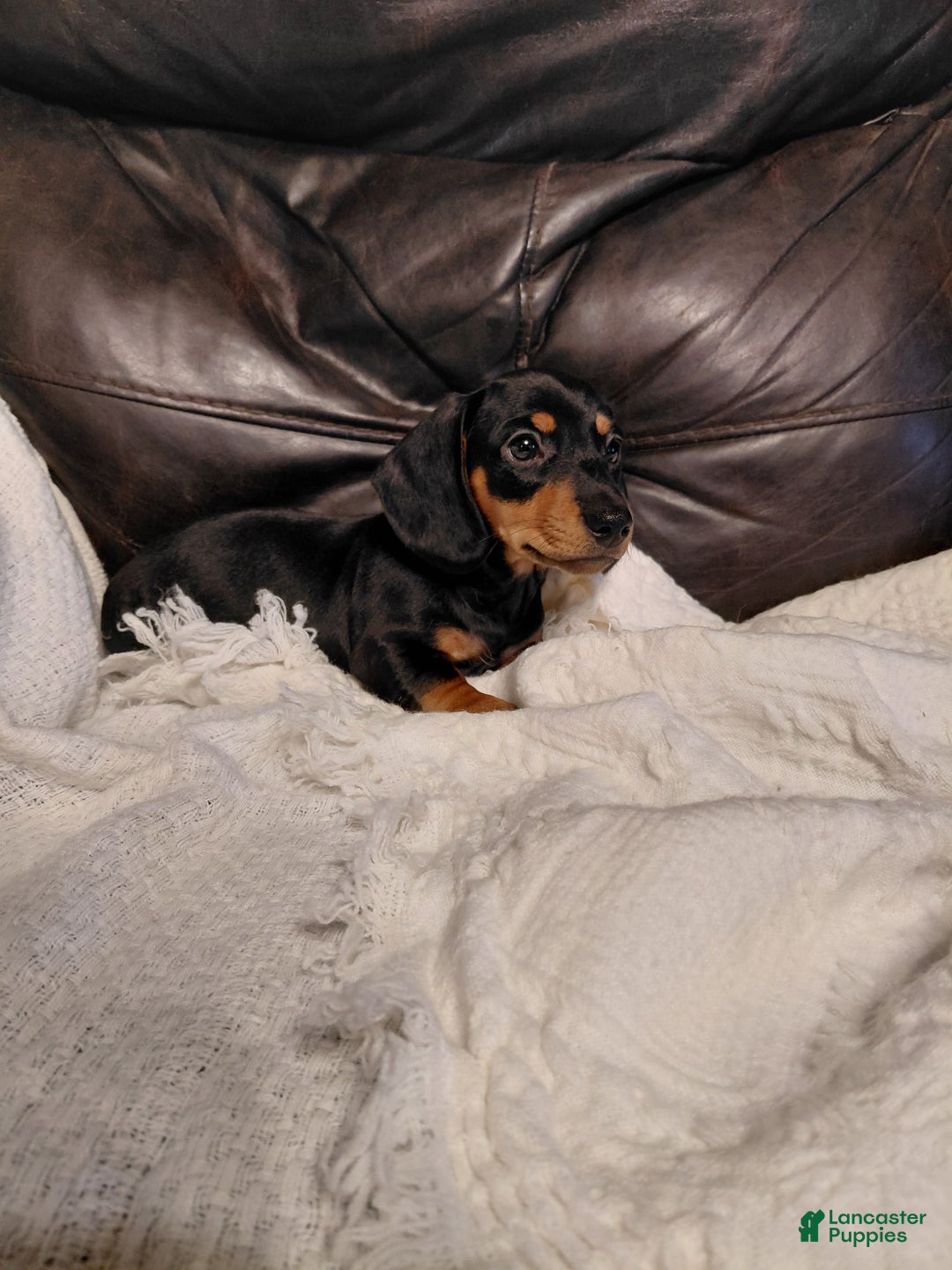 Miniature Dachshund dogs for sale: Leroy  - Ad 6