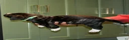 Presa Canario dogs for sale: Ms Green - Ad 9