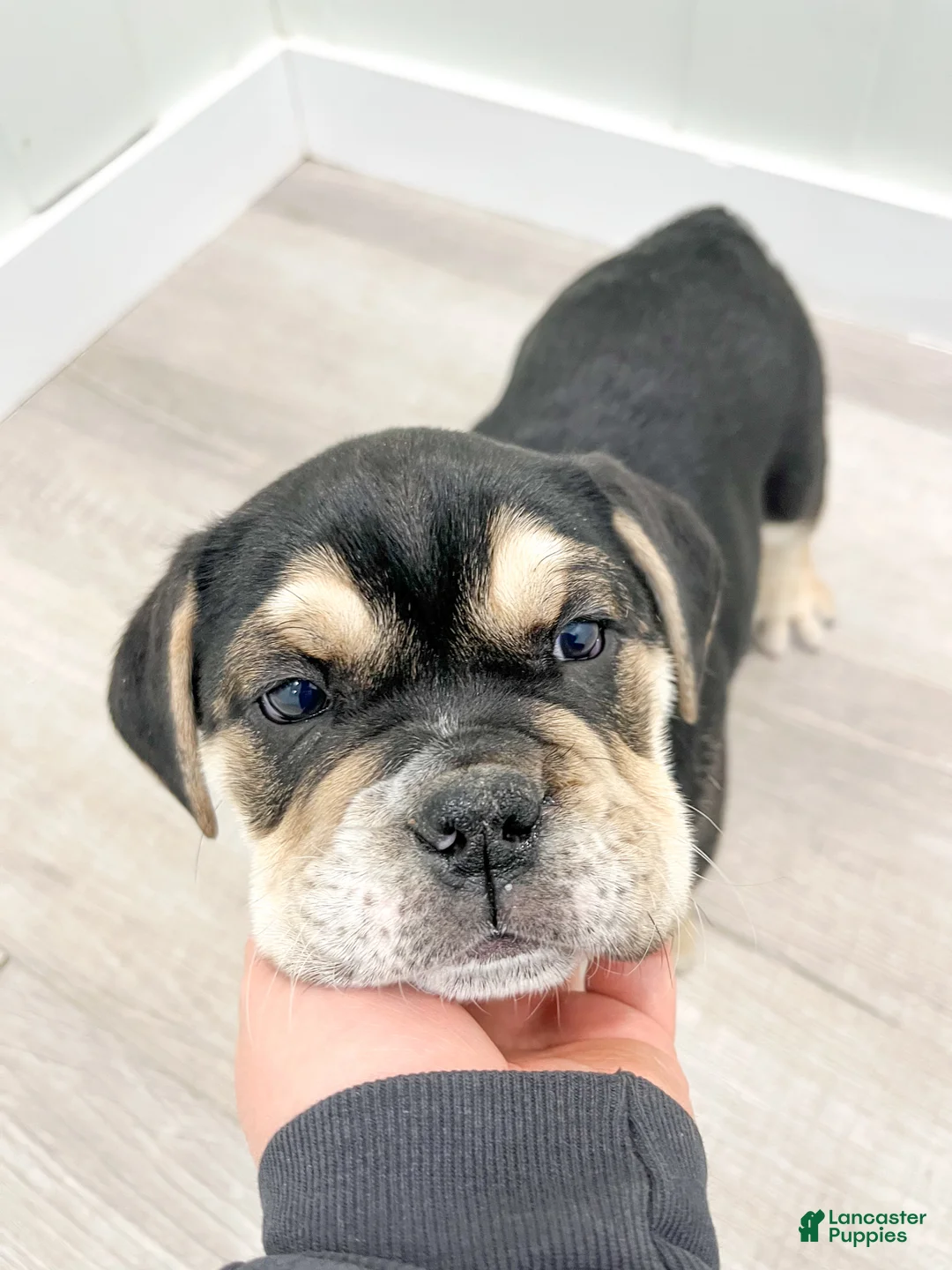 Beabull dogs for sale: Pepper - Ad 7