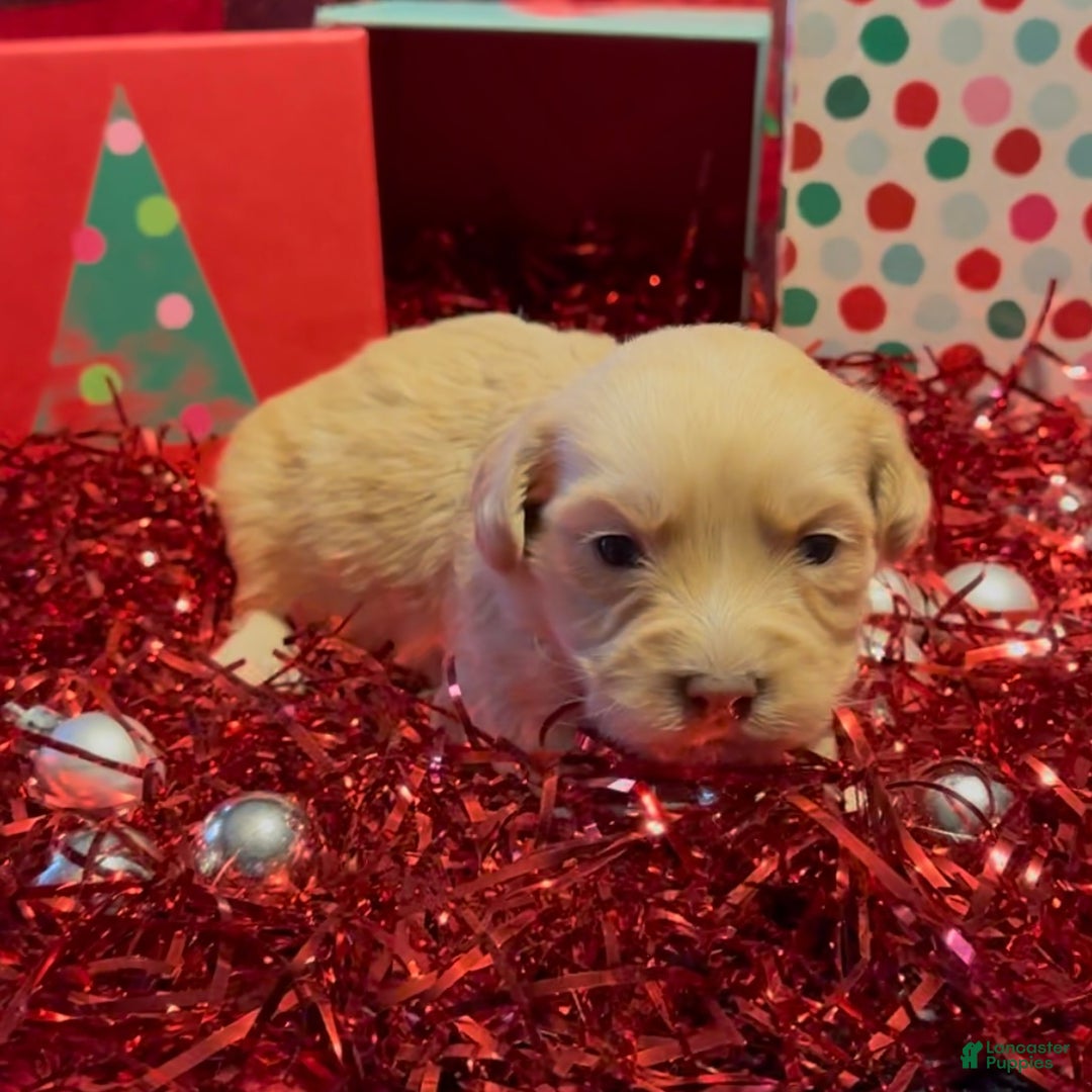 Mini Goldendoodle dogs for sale: Chrissy - Ad 4