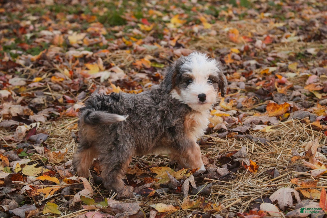 Mini Bernedoodle dogs Harvest F1 Mini Bernedoodle  - Ad 1