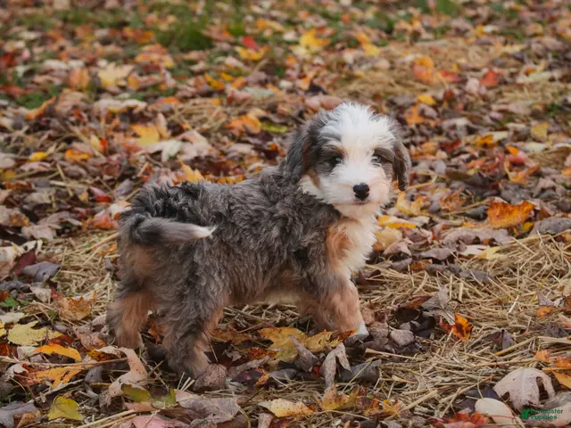 Mini Bernedoodle dogs for sale: Harvest F1 Mini Bernedoodle - Ad 1