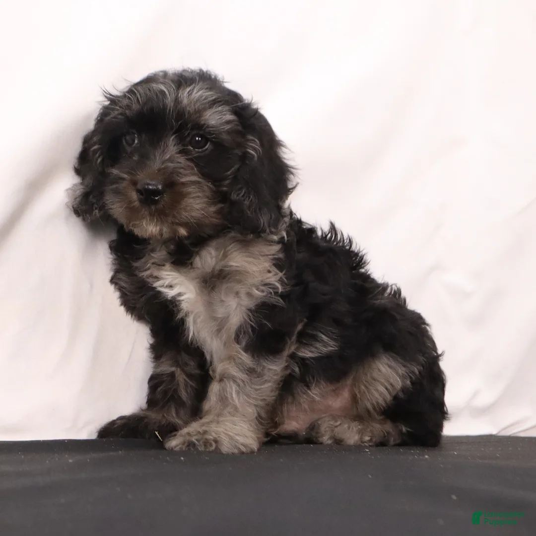 Cavapoo dogs for sale: Hank  - Ad 6