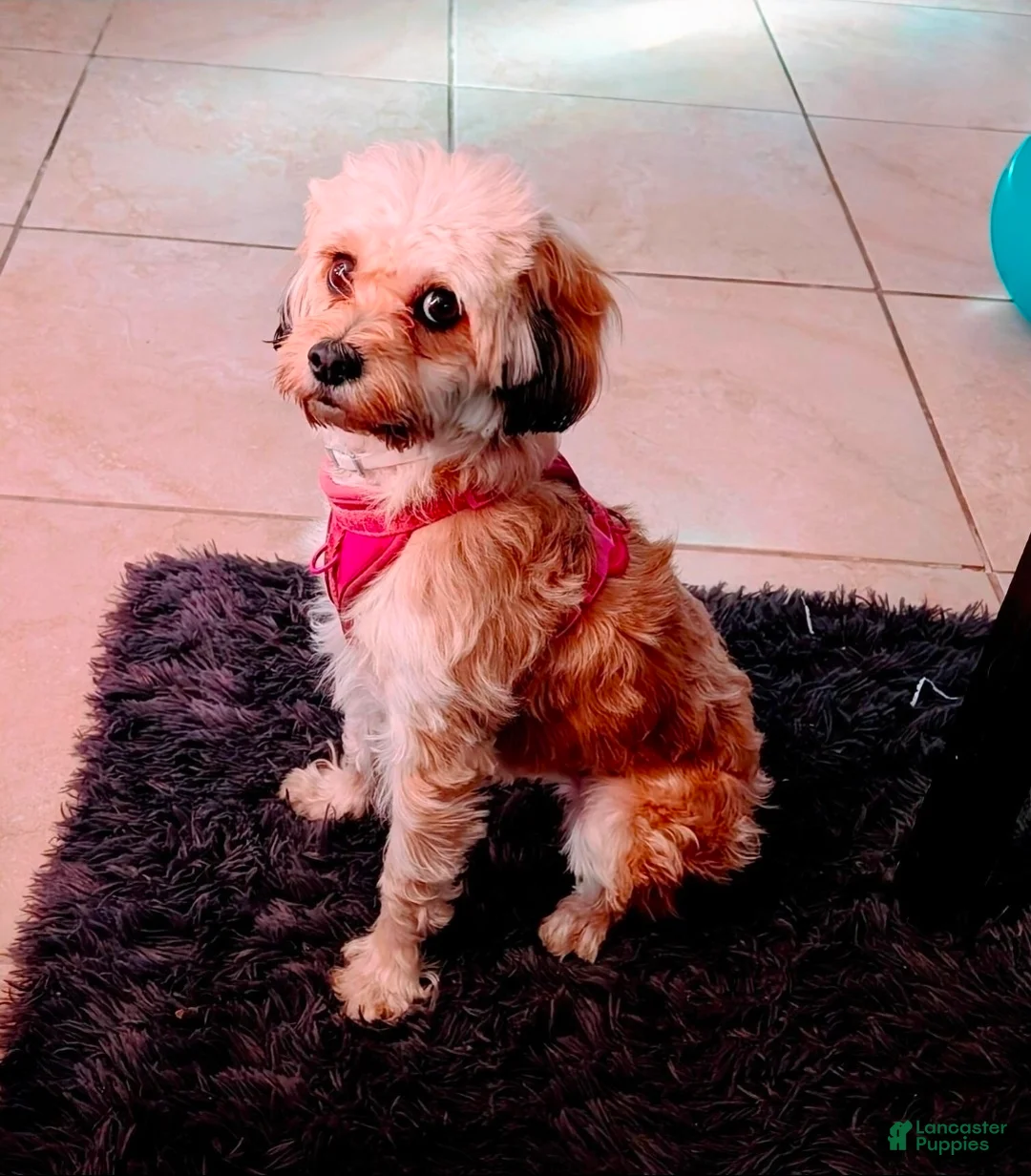 Cavapoo dogs for sale: Cavapoo toy female Lola 11 months trained  - Ad 1