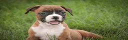 Boxer dogs for sale: Frank - Ad 8