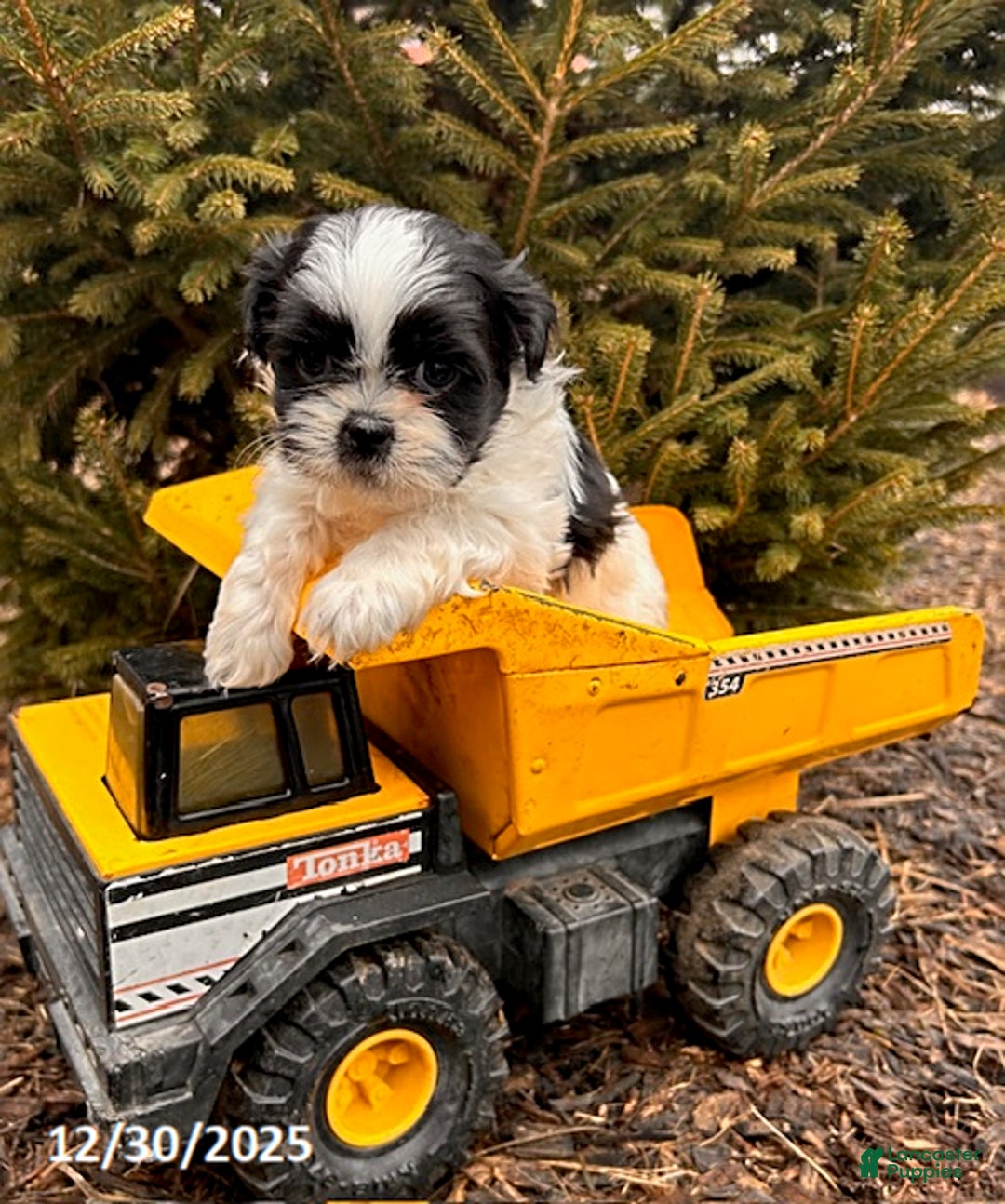 Shih Tzu dogs for sale: Bingo - Ad 2