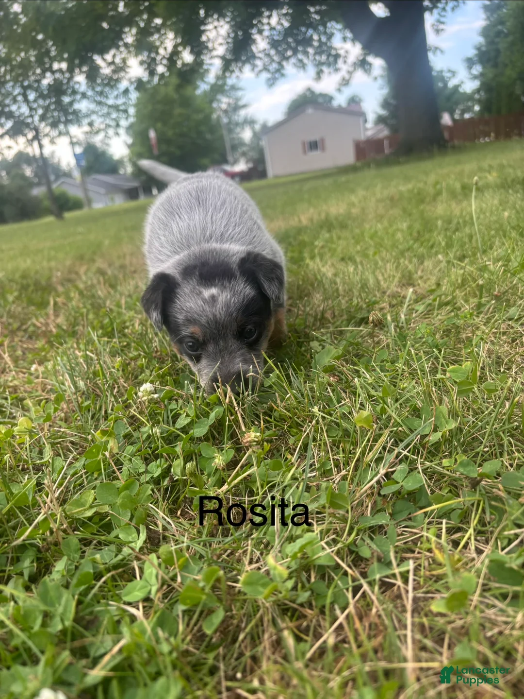 Australian Cattle Dog dogs for sale: Rosita - Ad 8