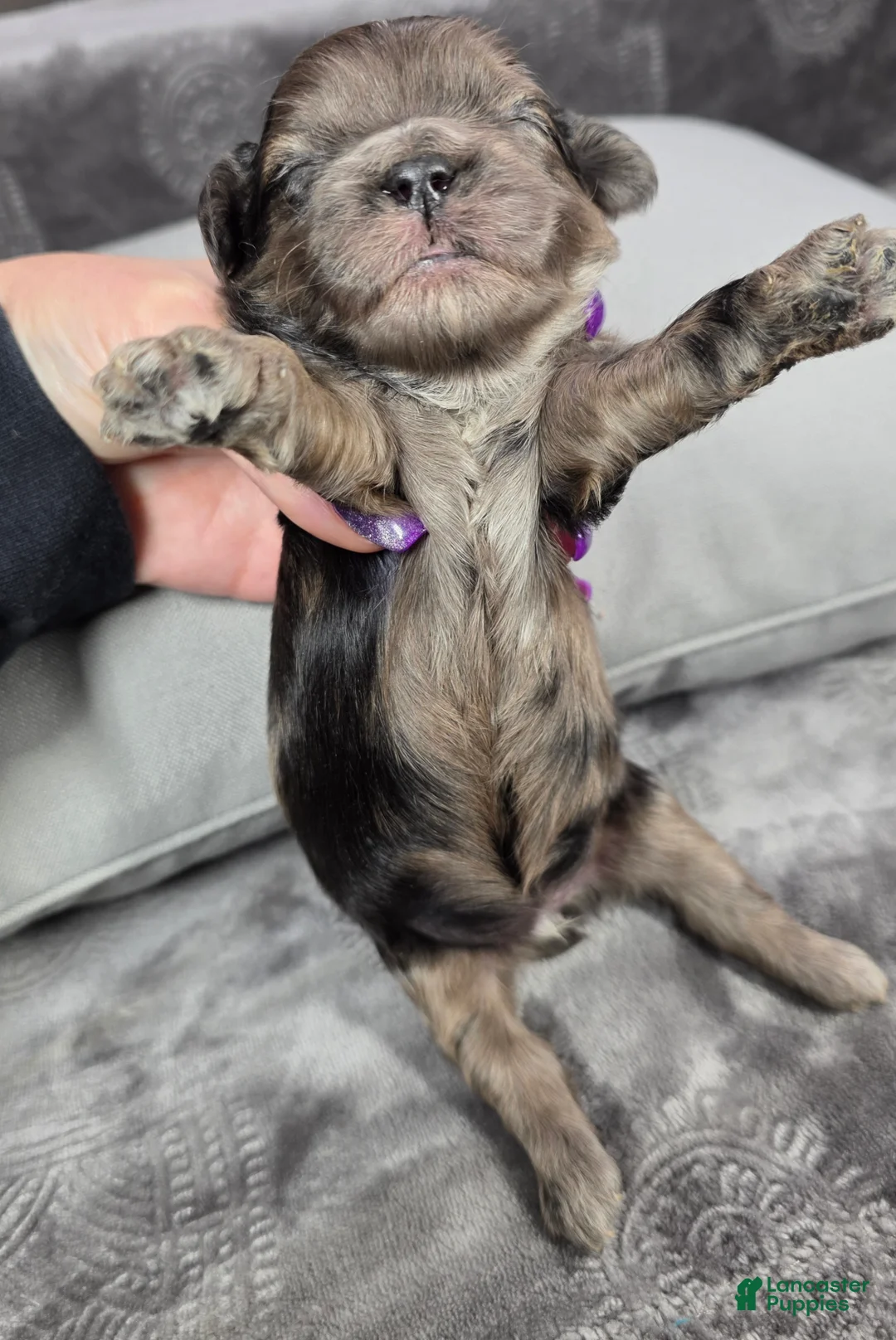 Shihpoo dogs for sale: Shihpoo Puppy 3 - Ad 2