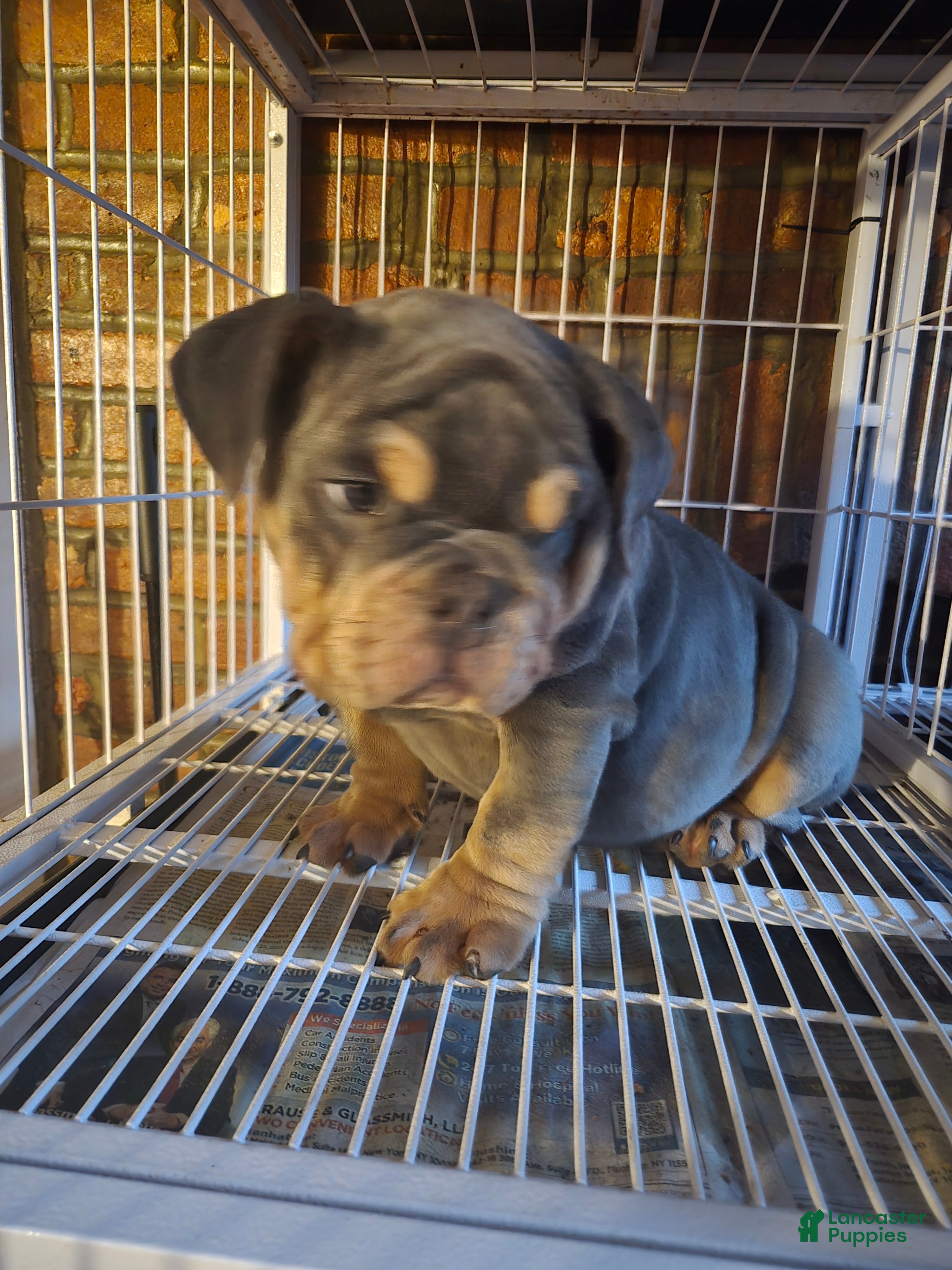 English Bulldog dogs for sale: English Bulldog Puppy 2 - Ad 1