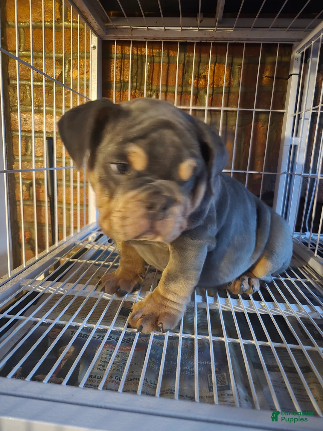 English Bulldog dogs for sale: English Bulldog Puppy 2 - Ad 1