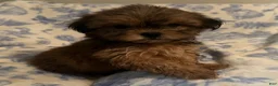 Shih Tzu dogs for sale: Shih Tzu Puppy 4 - Ad 3