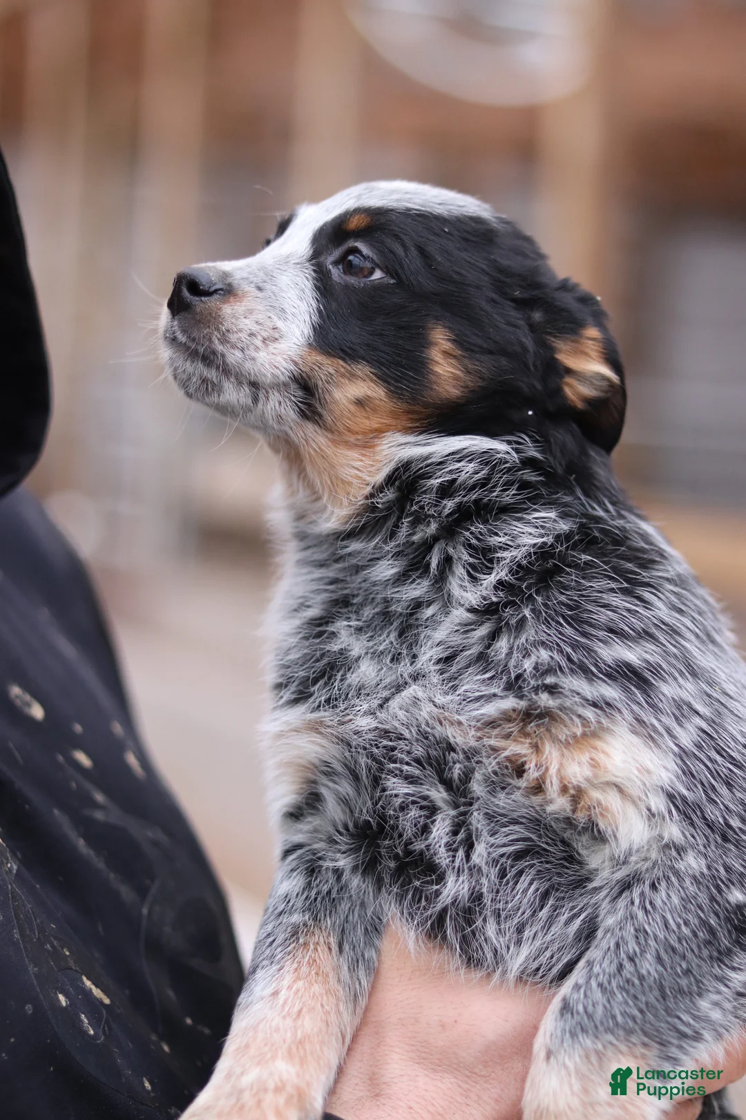 Australian Cattle Dog dogs for sale: Petra - Ad 2