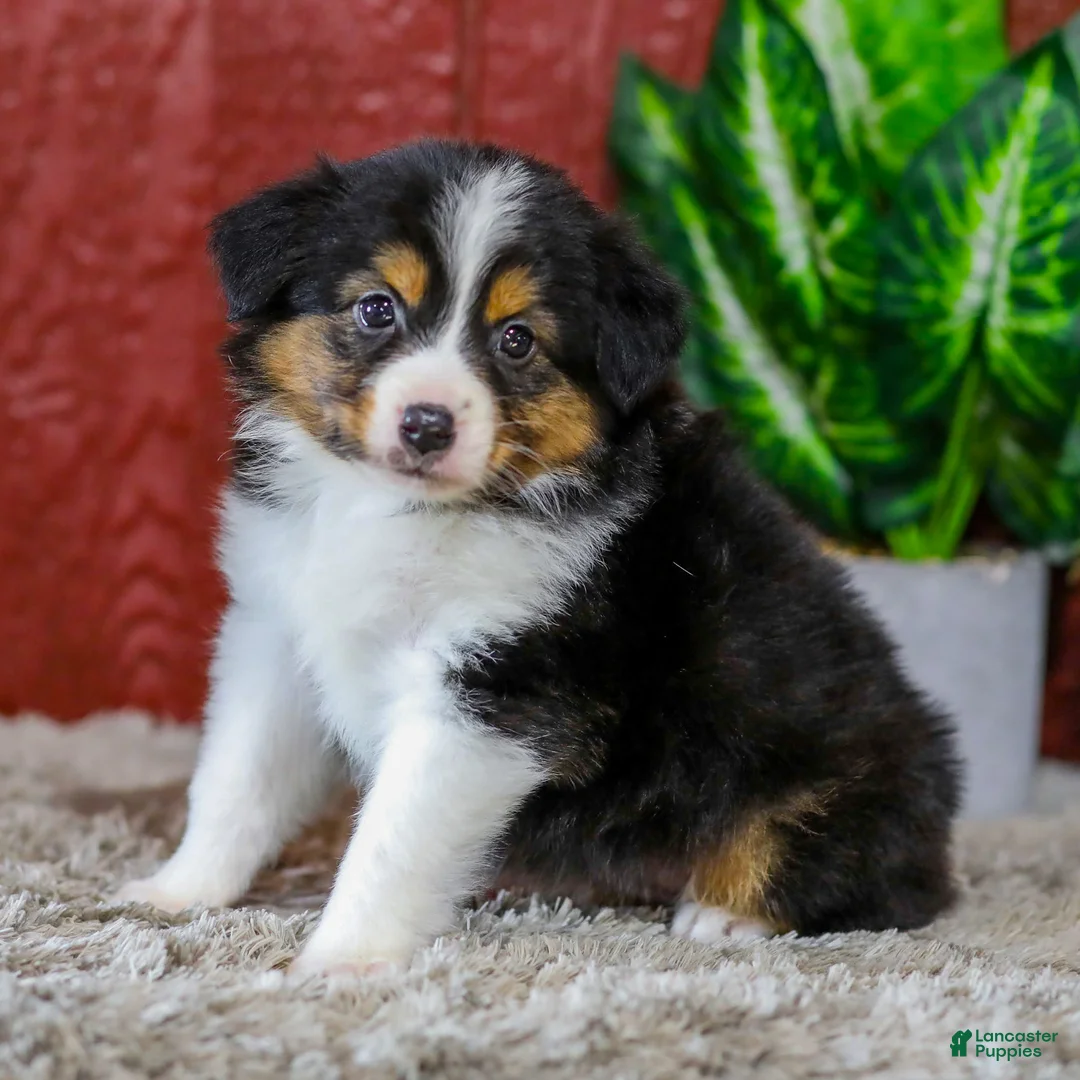 Miniature Australian Shepherd dogs for sale: Yo-Yo - Ad 1
