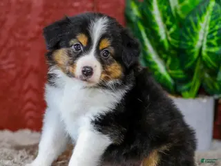 Miniature Australian Shepherd dogs for sale: Yo-Yo - Ad 2