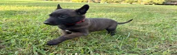Belgian Malinois dogs for sale: Harry Potter (red) - Ad 3