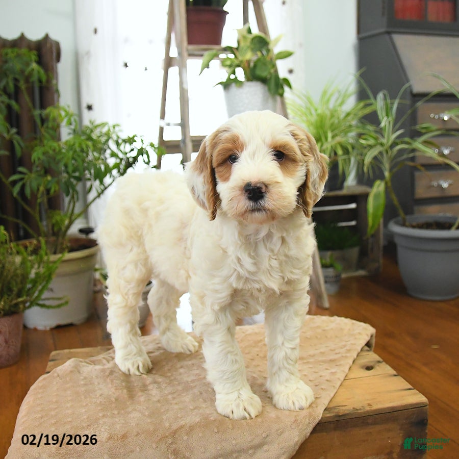 Bernedoodle dogs Lucky - Ad 2