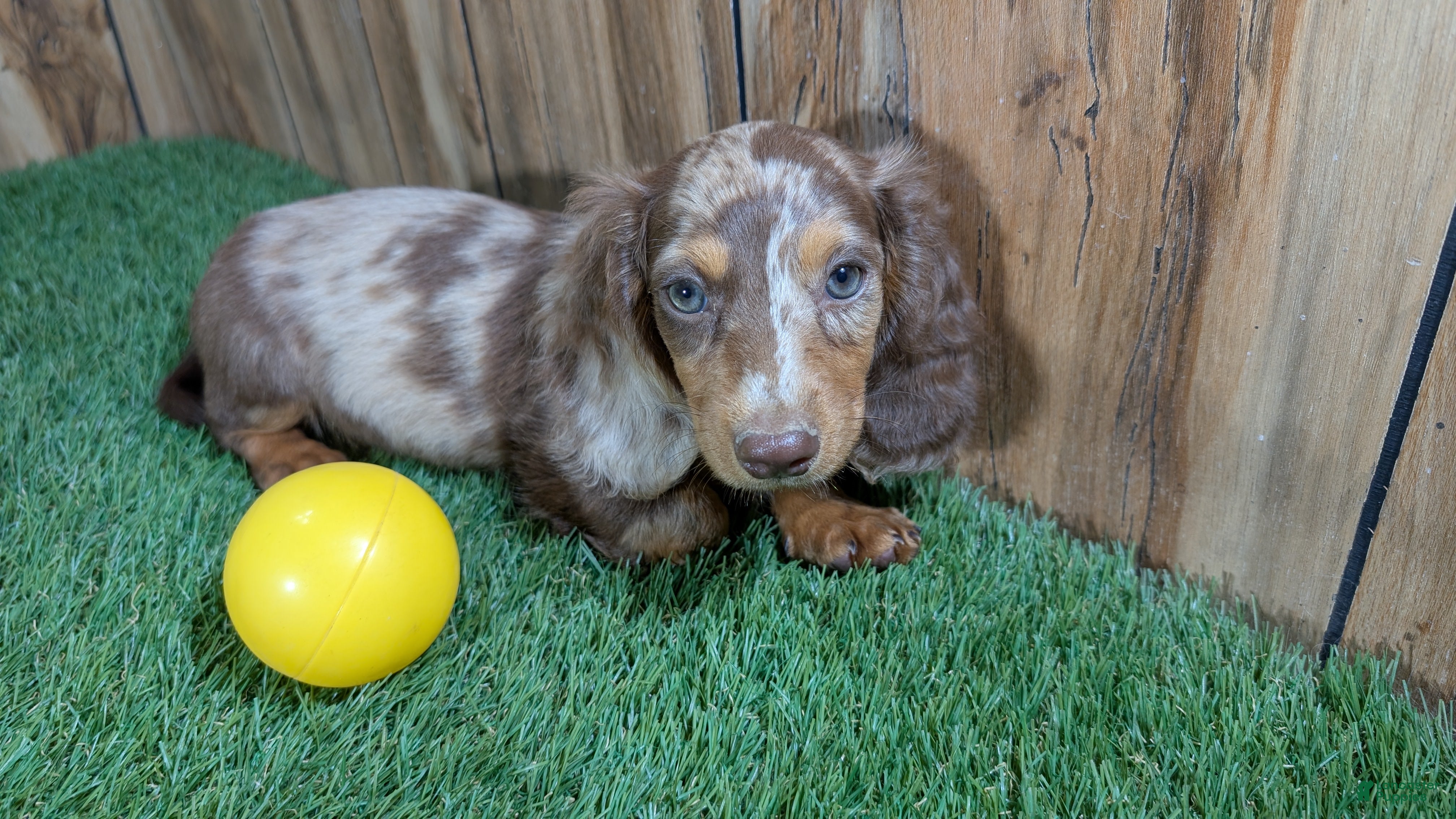 Miniature Dachshund dogs Sweetie Boy 3 - Ad 2