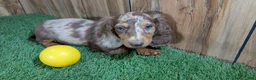 Miniature Dachshund dogs for sale: Sweetie Boy 3 - Ad 2