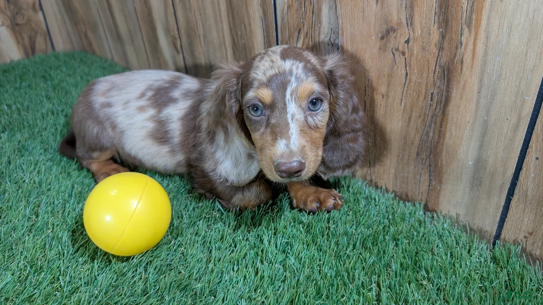Miniature Dachshund dogs for sale: Sweetie Boy 3 - Ad 2