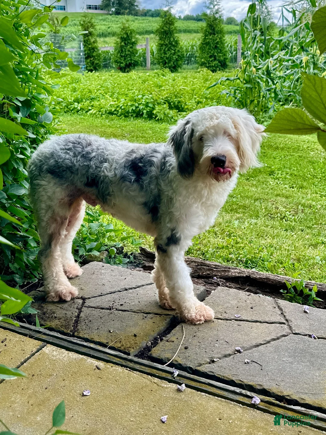 MAYBELLE Mini Bernedoodle for sale in Baltic | Lancaster Puppies