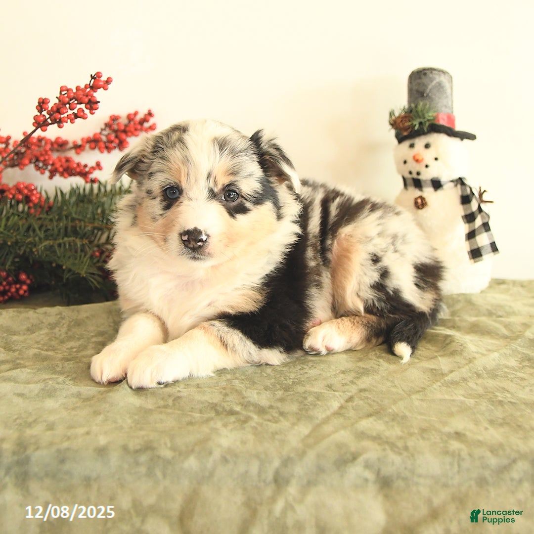 Miniature Australian Shepherd dogs for sale: Tansy - Ad 2