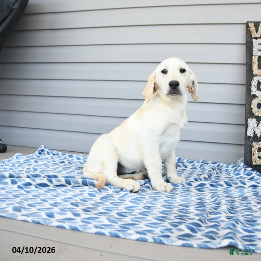 Goldador dogs Kenya - Ad 2