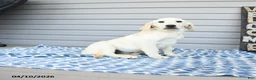 Goldador dogs for sale: Kenya - Ad 2