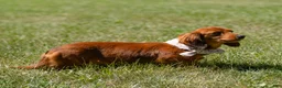 Miniature Dachshund dogs for sale: Indy  - Ad 11