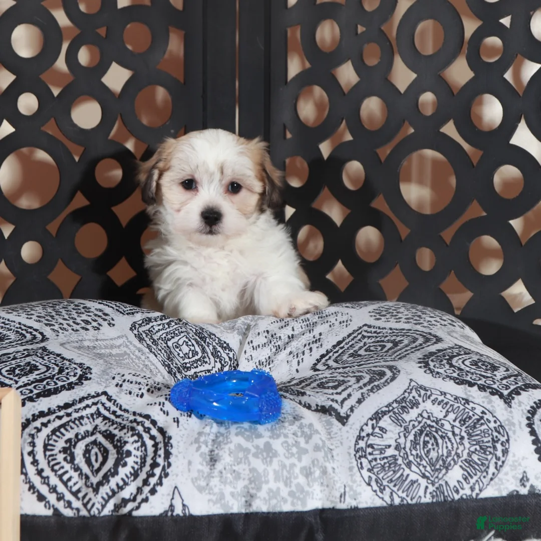 Teddy Bear dogs for sale: Benji Dashing Teddy Bear Puppy - Ad 1